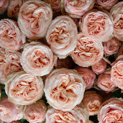 Gentle Trendsetter Rose Plant - Chic Blooms for Your Garden Oasis