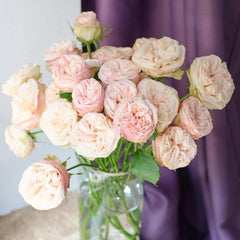 Gentle Trendsetter Rose Plant - Chic Blooms for Your Garden Oasis