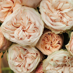 Gentle Trendsetter Rose Plant - Chic Blooms for Your Garden Oasis