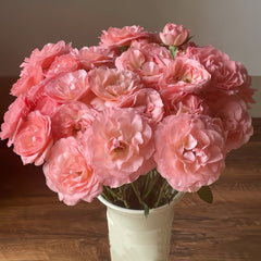 Gentle as Water Rose Plant-柔情似水