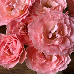 Gentle as Water Rose Plant-柔情似水
