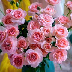Gentle as Water Rose Plant-柔情似水