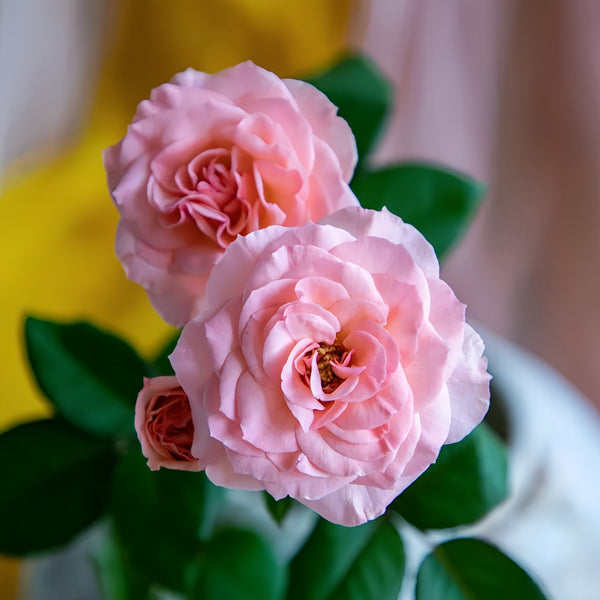 Gentle as Water Rose Plant-柔情似水
