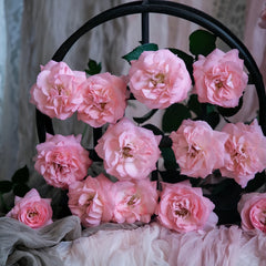 Gentle as Water Rose Plant-柔情似水