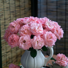 Gentle as Water Rose Plant-柔情似水