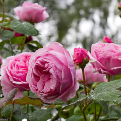 Geoff Hamilton Rose – Soft Pink Elegance