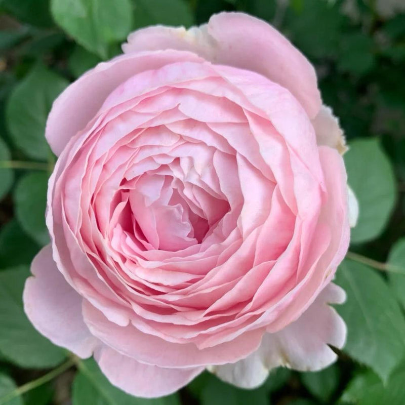 Geoff Hamilton Rose – Soft Pink Elegance