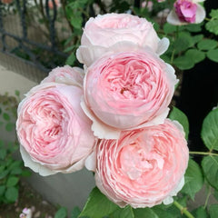 Geoff Hamilton Rose – Soft Pink Elegance