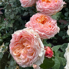 Georgia Peach Rose Plant | 格鲁吉亚蜜桃