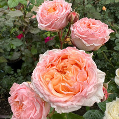 Georgia Peach Rose Plant - Lush Blooms for a Vibrant Garden