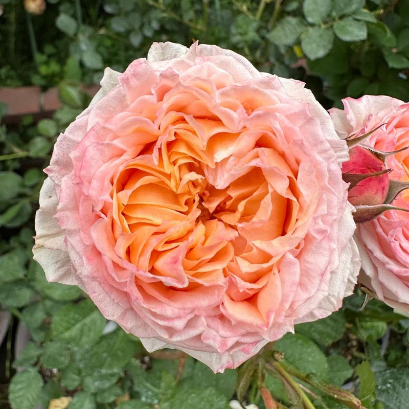 Georgia Peach Rose Plant - Lush Blooms for a Vibrant Garden