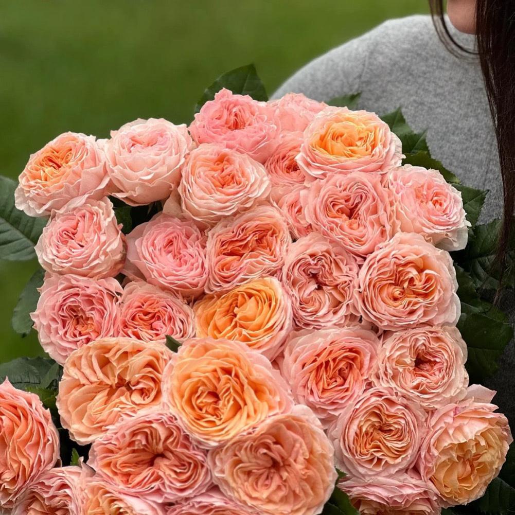 Red Peach Roses Georgia Peach Rose Plant - Lush Blooms for a Vibrant Garden – Rose ...
