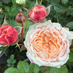 Georgia Peach Rose Plant - Lush Blooms for a Vibrant Garden