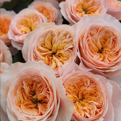 Georgina Gardens Rose Plant - Stunning Blooms for Your Garden