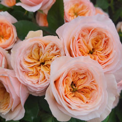 Georgina Gardens Rose Plant - Stunning Blooms for Your Garden