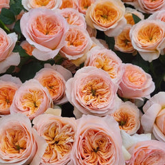 Georgina Gardens Rose Plant - Stunning Blooms for Your Garden