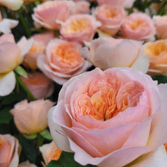 Georgina Gardens Rose Plant - Stunning Blooms for Your Garden