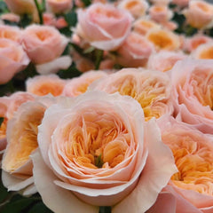 Georgina Gardens Rose Plant - Stunning Blooms for Your Garden