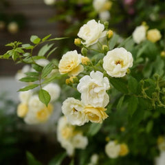 Ghislaine de Feligonde Rose