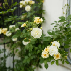 Ghislaine de Feligonde Rose