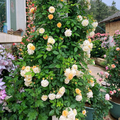 Ghislaine de Feligonde Rose