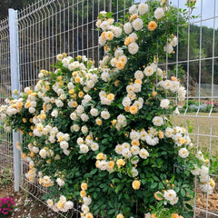 Ghislaine de Feligonde Rose