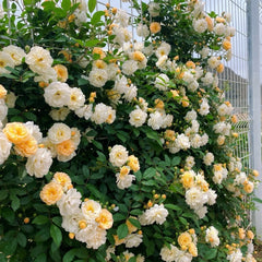 Ghislaine de Feligonde Rose