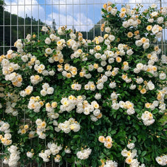 Ghislaine de Feligonde Rose