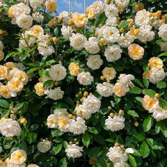 Ghislaine de Feligonde Rose