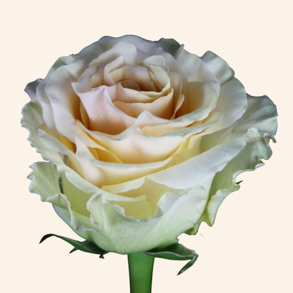Grobe Roses Ghobi Rose Plant|戈比 – Rose_Explosion