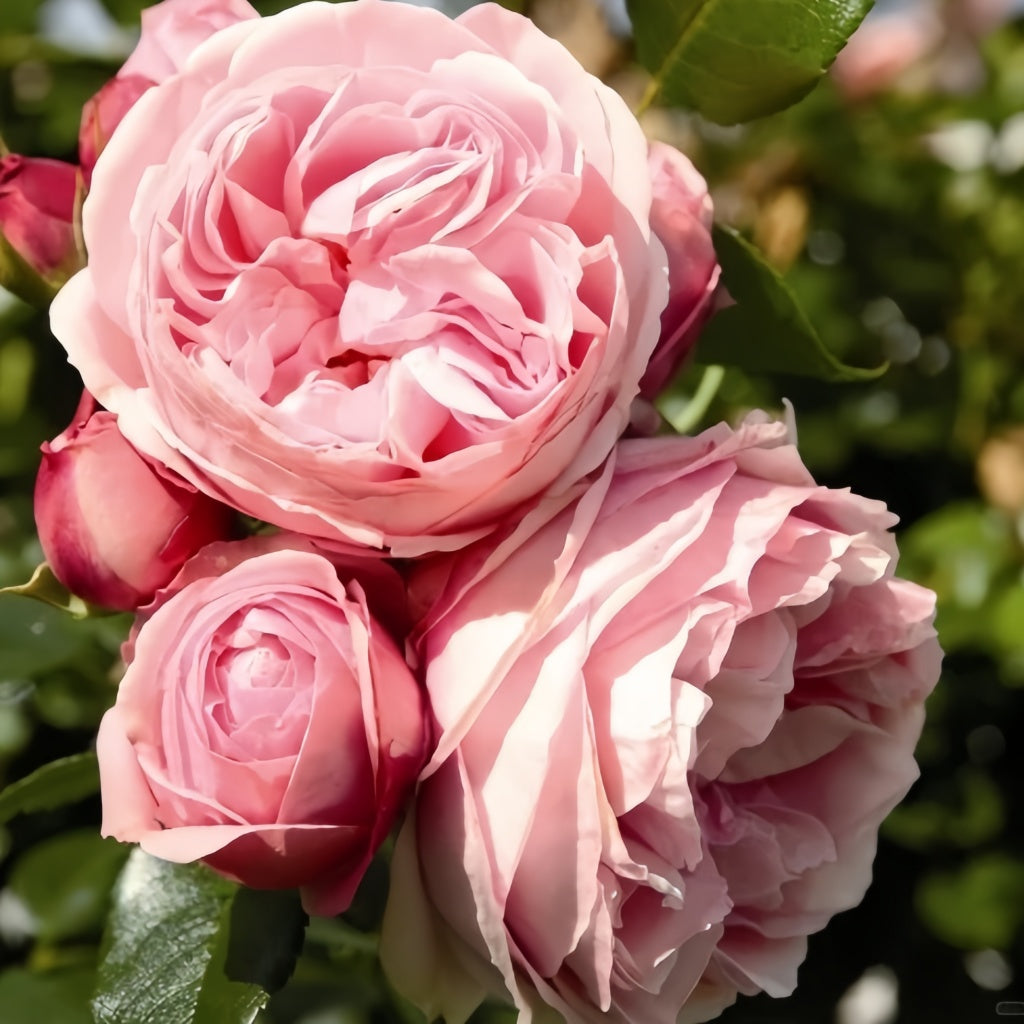 Giardina Rose Plant Rose Explosion giardina-rose-plant-rose-explosion