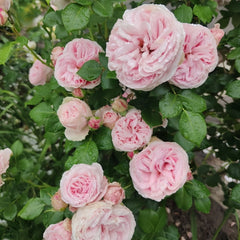 Giardina Rose Plant