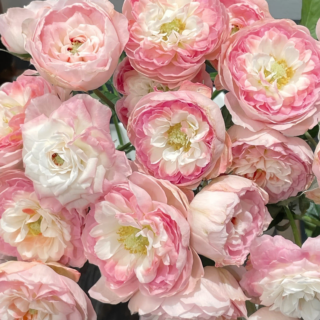 Glided Roses Gilded Oath Rose Plant|鎏金誓言-Pre Sale – Rose_Explosion