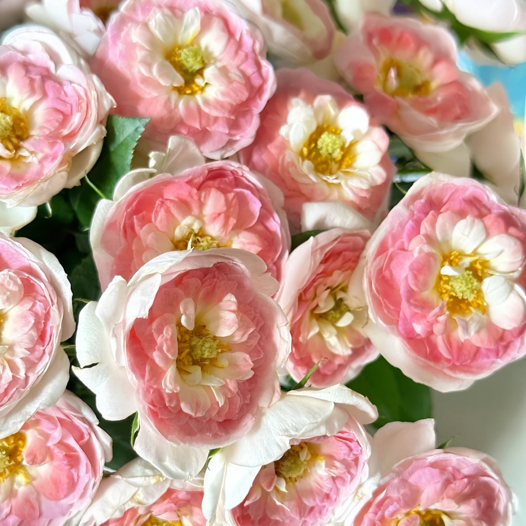Glided Roses Gilded Oath Rose Plant|鎏金誓言-Pre Sale – Rose_Explosion