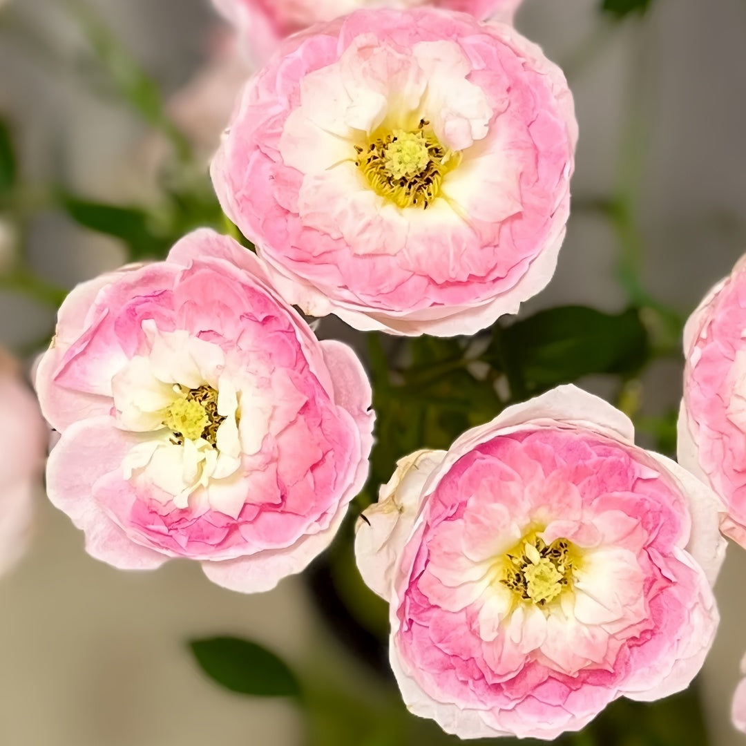 Glided Roses Gilded Oath Rose Plant|鎏金誓言-Pre Sale – Rose_Explosion