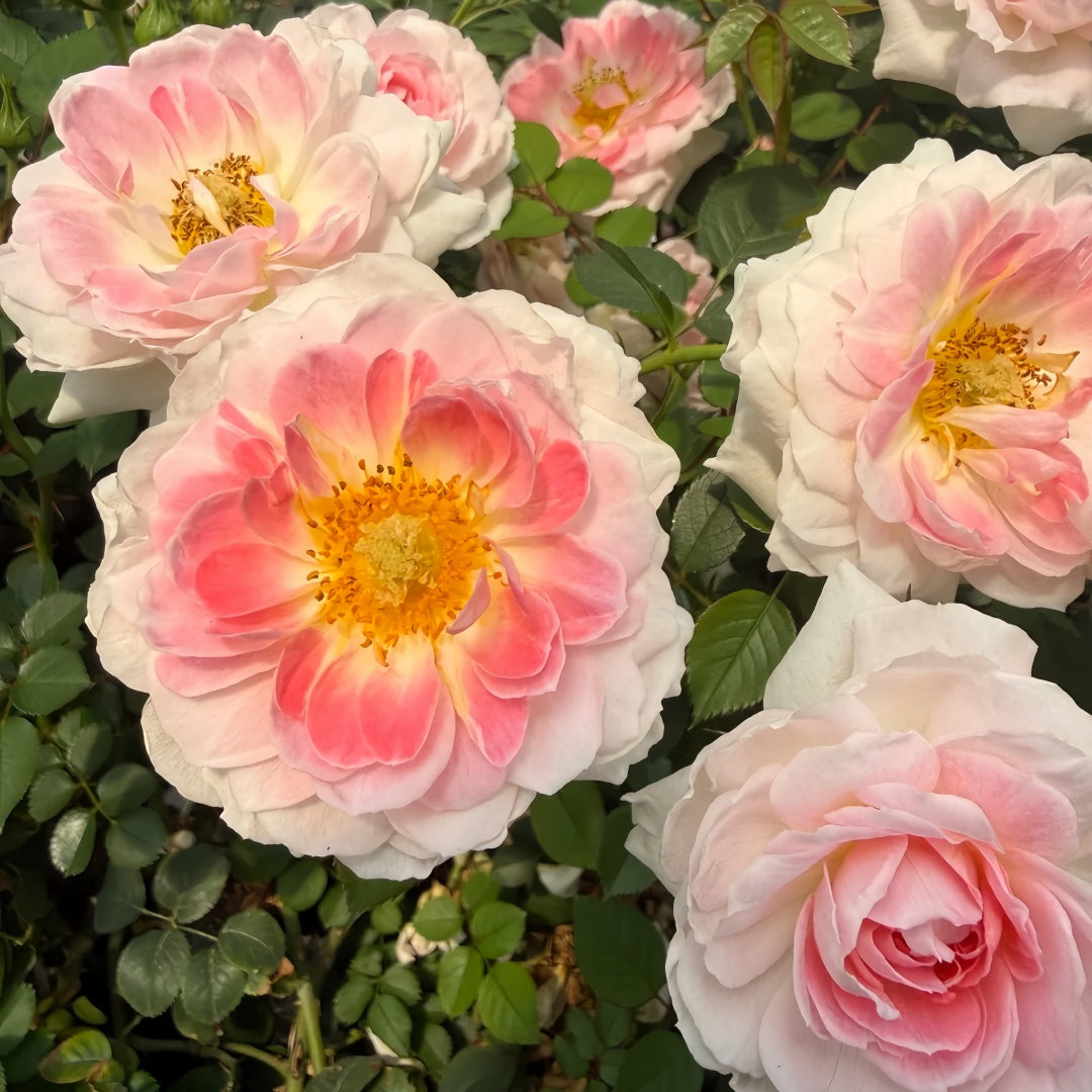Glided Roses Gilded Oath Rose Plant|鎏金誓言-Pre Sale – Rose_Explosion