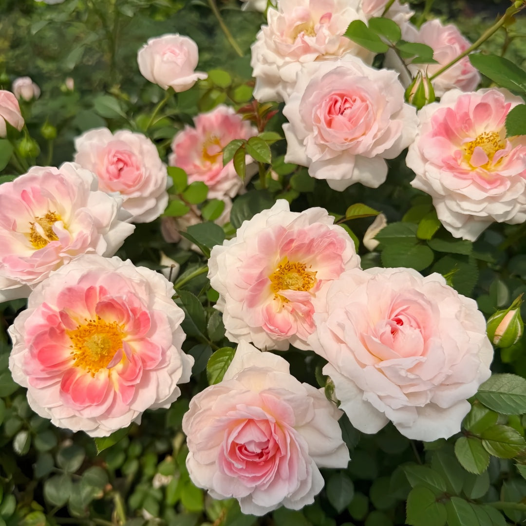 Glided Roses Gilded Oath Rose Plant|鎏金誓言-Pre Sale – Rose_Explosion
