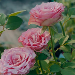 Ginette Rose Plant