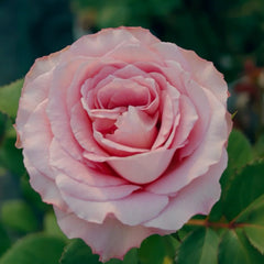 Ginette Rose Plant