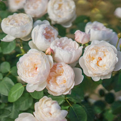Glamis Castle Rose