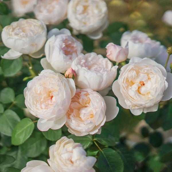 Glamis Castle Rose