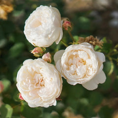 Glamis Castle Rose