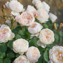 Glamis Castle Rose