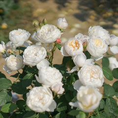 Glamis Castle Rose
