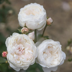 Glamis Castle Rose