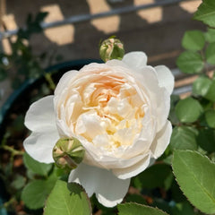 Glamis Castle Rose