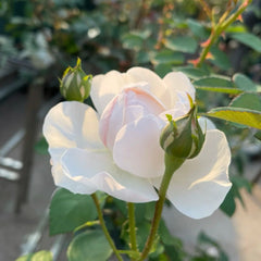Glamis Castle Rose