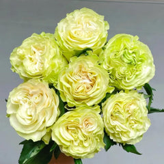 Glazed Green Rose Plant – A Stunning Addition to Your Garden