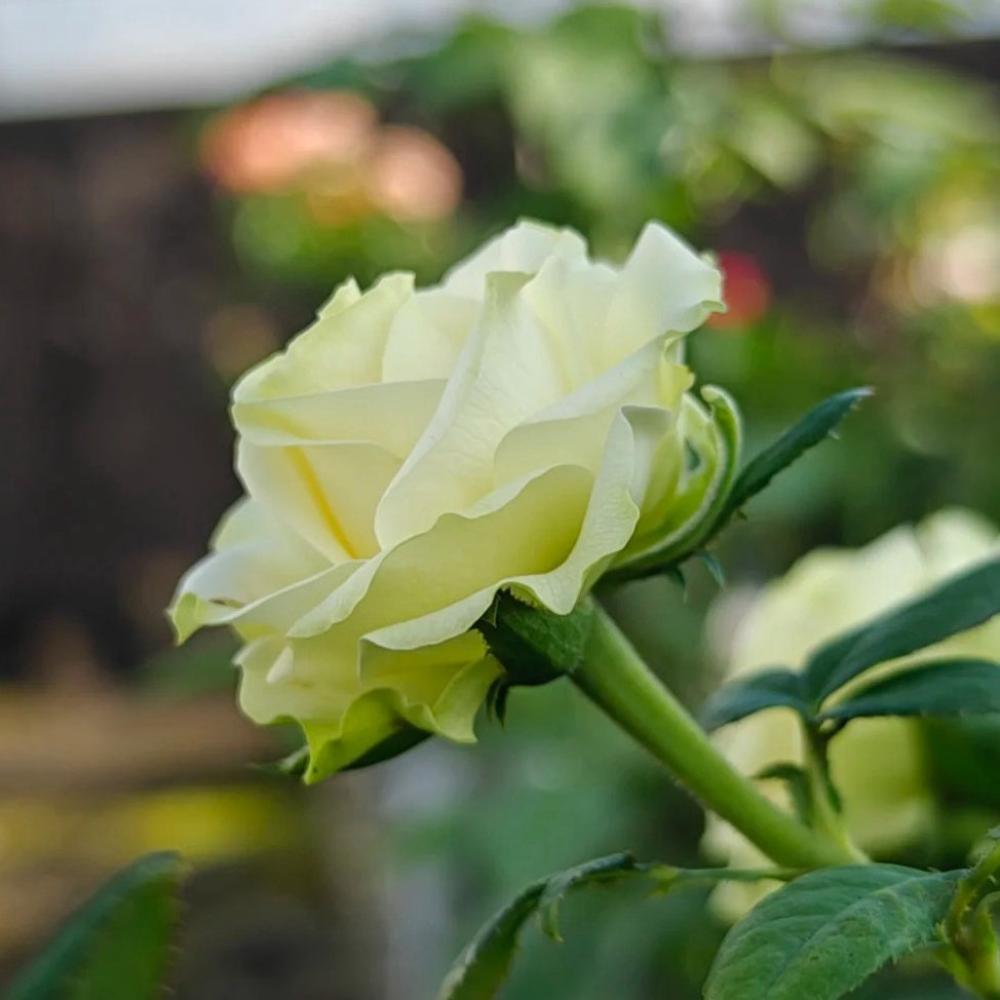 Ocean Green Roses Glazed Green Rose Plant – A Stunning Addition to Your Garden – Rose ...