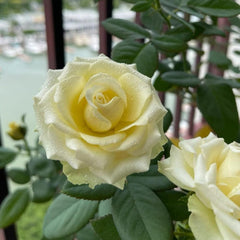 Glazed Green Rose Plant – A Stunning Addition to Your Garden